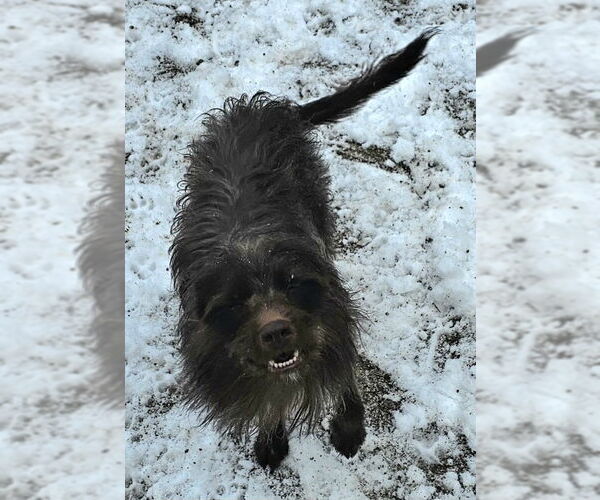 Medium Photo #6 Mutt Puppy For Sale in Olalla, WA, USA
