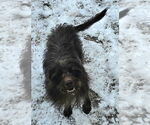 Small #5 Mutt