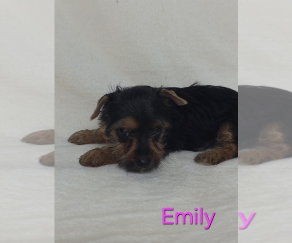 Medium Photo #1 Yorkshire Terrier Puppy For Sale in AZLE, TX, USA