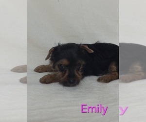 Yorkshire Terrier Puppy for sale in AZLE, TX, USA