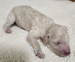 Puppy Brown Collar Poodle (Standard)