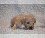 Small #5 Poodle (Toy)