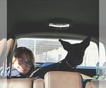 Small #9 German Shepherd Dog Mix