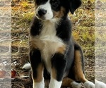Small Photo #15 Australian Shepherd Puppy For Sale in MORROW, OH, USA