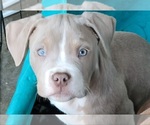 Small Photo #5 American Pit Bull Terrier Puppy For Sale in CLEMSON, SC, USA