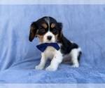 Small #3 Cavalier King Charles Spaniel