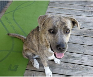 Sharon - Female Great Pyrenees-Plott Hound Mix Dog for Adoption - Photo #5