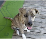 Small #4 Great Pyrenees-Plott Hound Mix