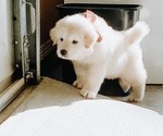 Small Photo #18 Great Pyrenees Puppy For Sale in MCALLEN, TX, USA