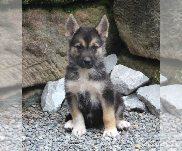 Medium Photo #3 German Shepherd Dog-Siberian Husky Mix Puppy For Sale in FREDERICKSBURG, OH, USA