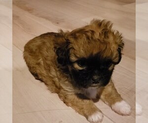 Shih Tzu-Shih-Poo Mix Puppy for sale in BRYON, GA, USA