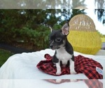 Small Photo #5 Chihuahua Puppy For Sale in HONEY BROOK, PA, USA