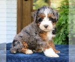 Small #3 Bernedoodle (Miniature)