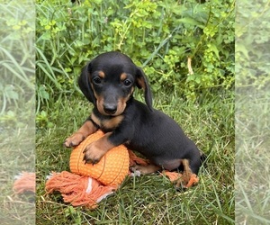 Dachshund Puppy for sale in MIDDLEBURY, IN, USA