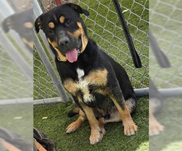 Medium Photo #1 German Shepherd Dog-Unknown Mix Puppy For Sale in Downey, CA, USA