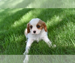 Cavalier King Charles Spaniel Puppy for sale in SUGARCREEK, OH, USA