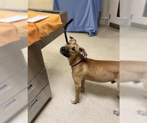 Mutt Dogs for adoption in Riverside, CA, USA