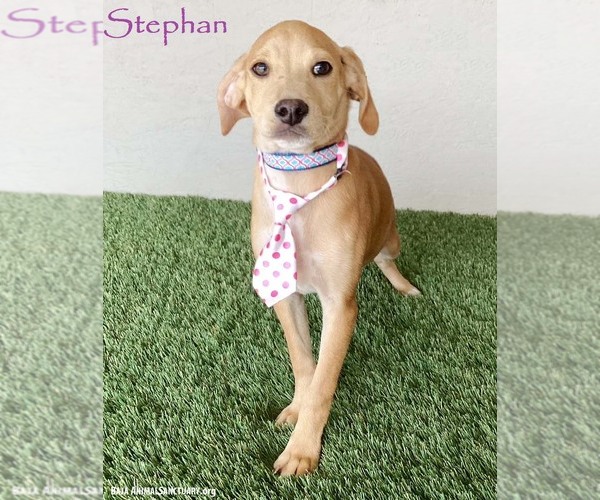 Medium Photo #1 Cheagle Puppy For Sale in San Diego, CA, USA