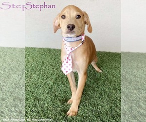 Cheagle Dogs for adoption in San Diego, CA, USA