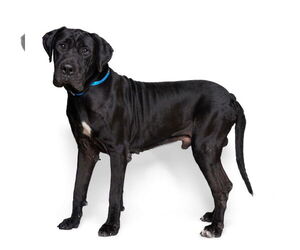 Great Dane Dogs for adoption in Bullard, TX, USA