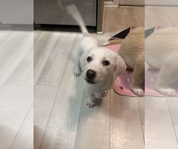 Medium Photo #6 Great Pyrenees-Unknown Mix Puppy For Sale in Houston, TX, USA