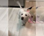 Small #5 Great Pyrenees Mix