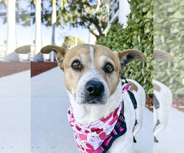 Medium Photo #3 Beagle-Unknown Mix Puppy For Sale in Tampa, FL, USA