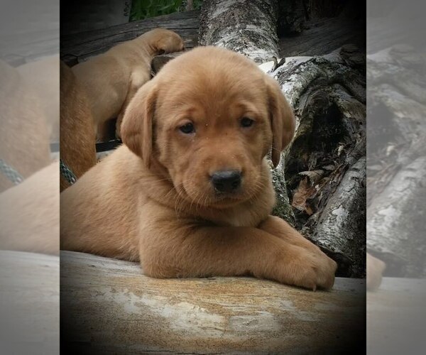 Medium Photo #14 Labrador Retriever Puppy For Sale in MILLVILLE, MN, USA