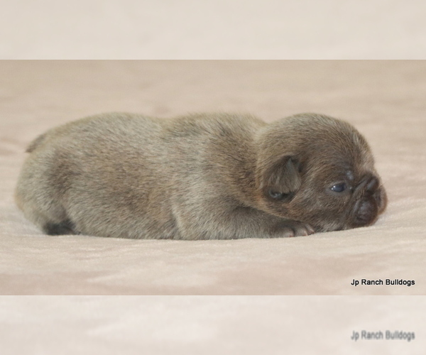 Medium Photo #9 French Bulldog Puppy For Sale in WINNSBORO, TX, USA