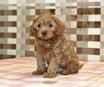 Image preview for Ad Listing. Nickname: Scout