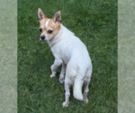 Small #2 Chihuahua