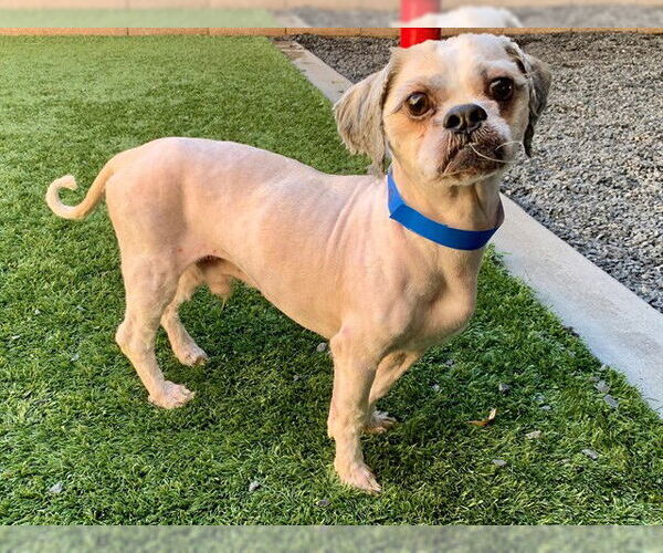 Medium Photo #2 Shih Tzu-Unknown Mix Puppy For Sale in Moreno Valley, CA, USA