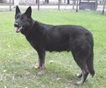 Small Photo #1 German Shepherd Dog Puppy For Sale in BUSHNELL, FL, USA