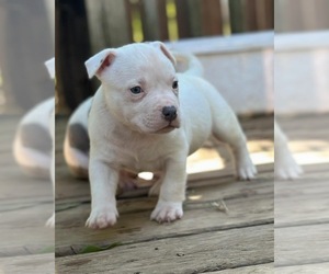 American Bully Puppy for sale in CARLISLE, PA, USA