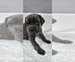 Cane Corso Puppy for Sale in ZEIGLER, Illinois USA