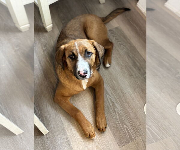 Medium Photo #3 Mutt Puppy For Sale in Laramie, WY, USA