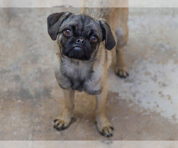 Medium Photo #1 Pug Puppy For Sale in Ojai, CA, USA