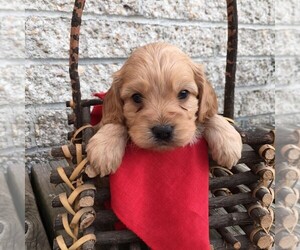 Cocker Spaniel-Poodle (Miniature) Mix Puppy for sale in MORGANTOWN, PA, USA
