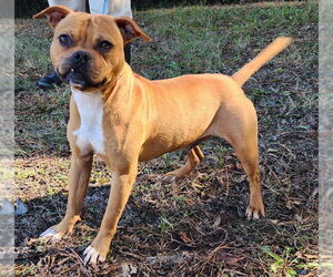 Bullboxer Pit Dogs for adoption in Wetumpka, AL, USA