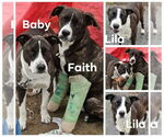 Small #1 American Pit Bull Terrier-Labrador Retriever Mix
