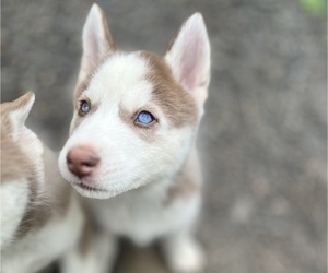 Siberian Husky Litter for sale in DALLAS, GA, USA