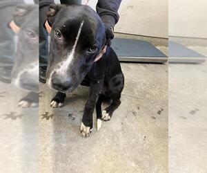 Mutt Dogs for adoption in Camarillo, CA, USA