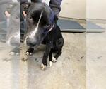 Small Mutt