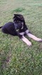 Small Photo #1 German Shepherd Dog Puppy For Sale in ELGIN, SC, USA