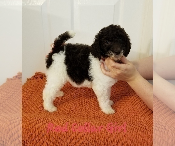 Medium Photo #1 Poodle (Standard) Puppy For Sale in GREENVILLE, TX, USA
