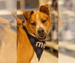 Small #11 American Staffordshire Terrier Mix