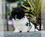 Small #1 Zuchon
