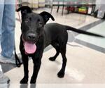 Small German Shepherd Dog Mix