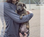 Small #4 Labrador Retriever Mix