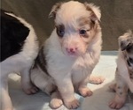 Puppy Selenite Border-Aussie